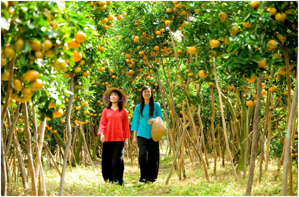 Vườn trái cây ở thác Đá Hàn