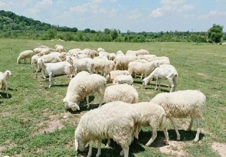 đồi cừu