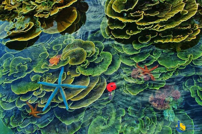 Trải nghiệm lặn ngắm san hô ở Cù Lao Xanh