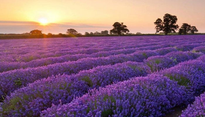 đà-lạt-mùa-hoa-lavender