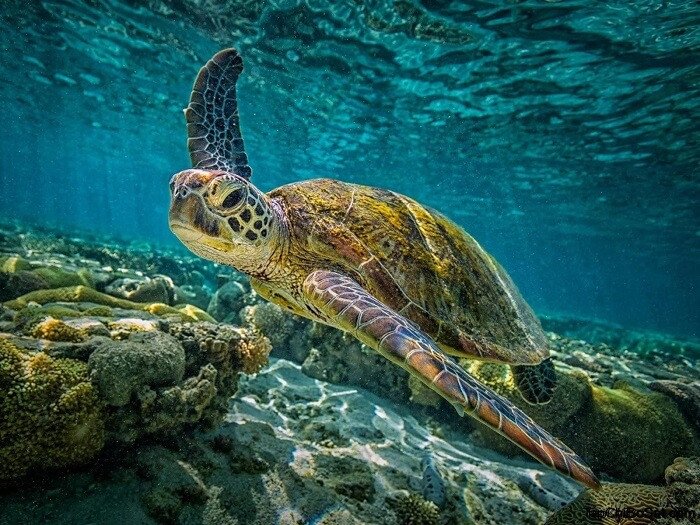 khu bảo tồn rùa biển