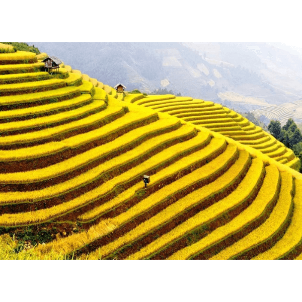 thung-lung-muong-hoa-dao-check-in-tai-Sapa