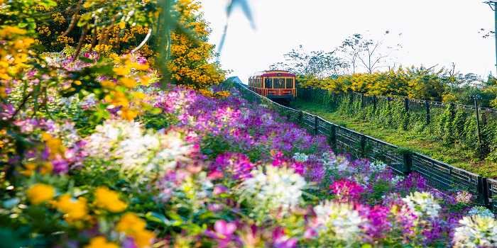 Ghé Miền Viên Thảo – Vườn hoa cực kỳ hút khách tại Quảng Trị