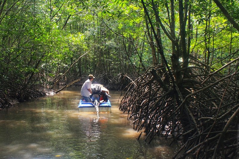 Khung cảnh sông nước hữu tình tại rừng ngập mặn Cà Mau