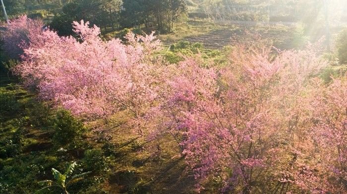 Những mùa hoa ở Măng Đen – Nét đẹp nao lòng mọi du khách