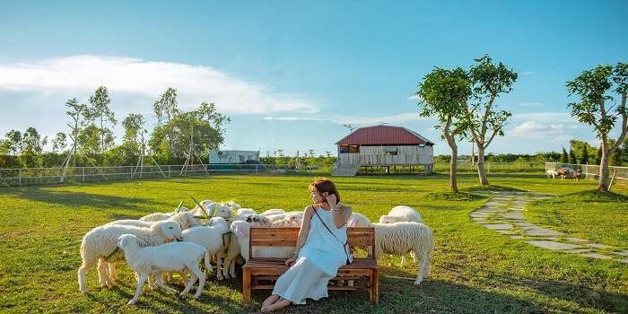 Nông trại Ánh Dương – Mê mẩn trước vẻ đẹp của trang trại cừu Thanh Hóa
