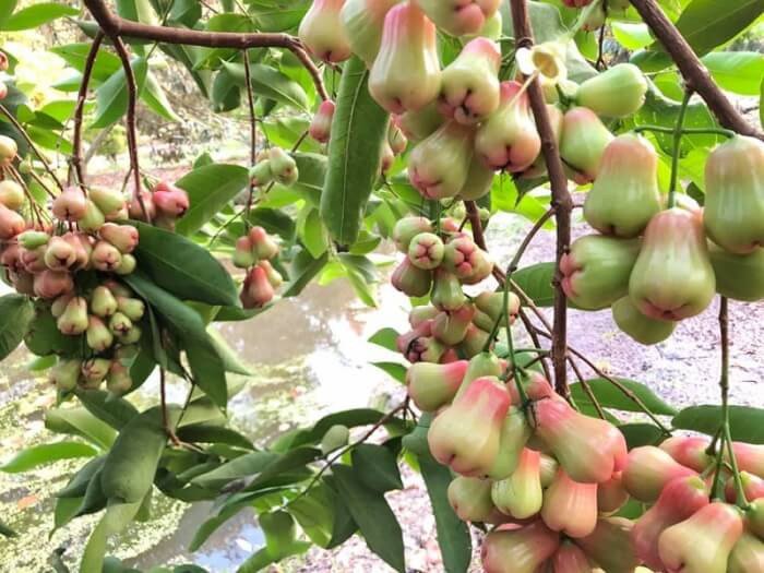 Vườn trái cây Gò Chùa - Ghé thăm vườn trái cây cực hot tại Tây Ninh